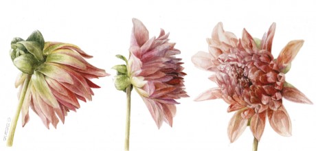 Adult Masterclass: Botanical Illustration with Elaine Searle